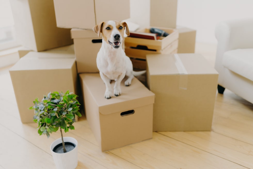 dog sitting in moving boxes