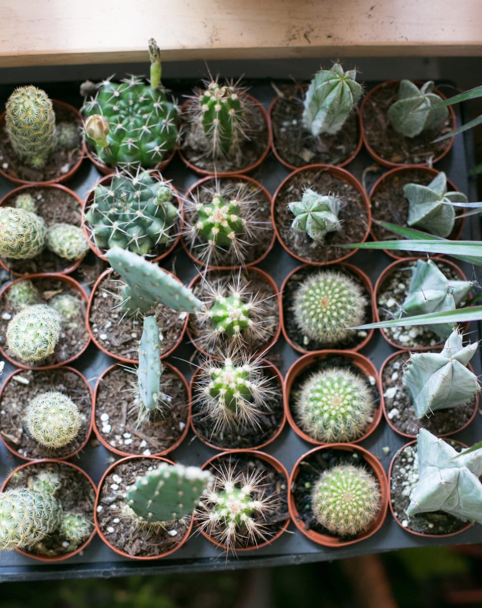 Cacti