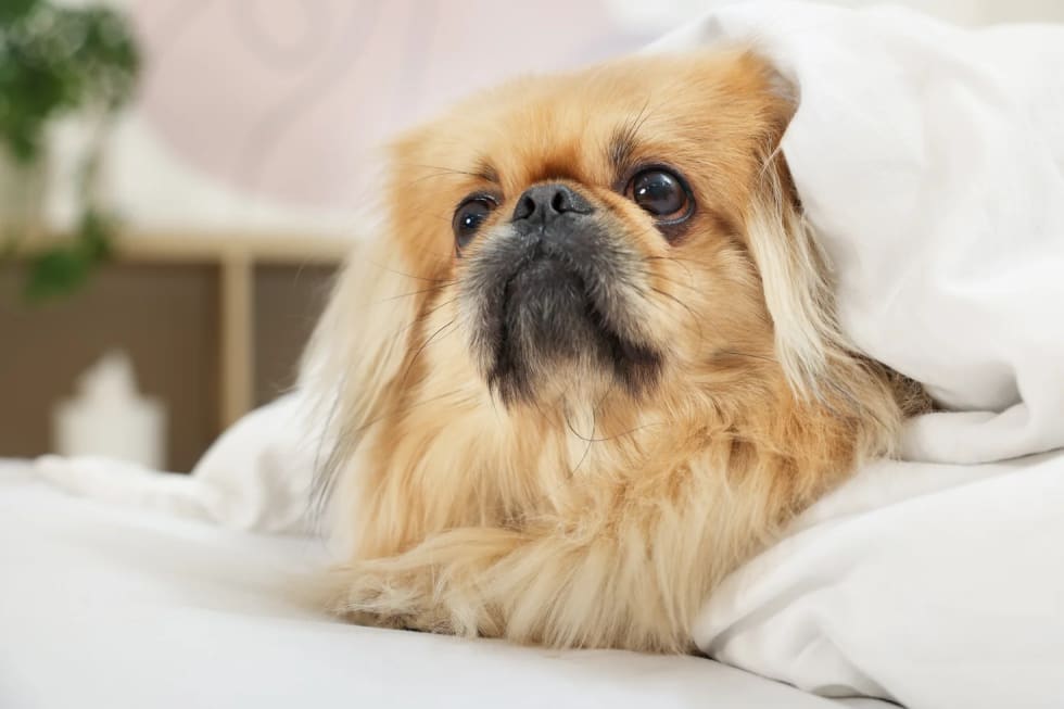 Pekingese best dogs for apartment