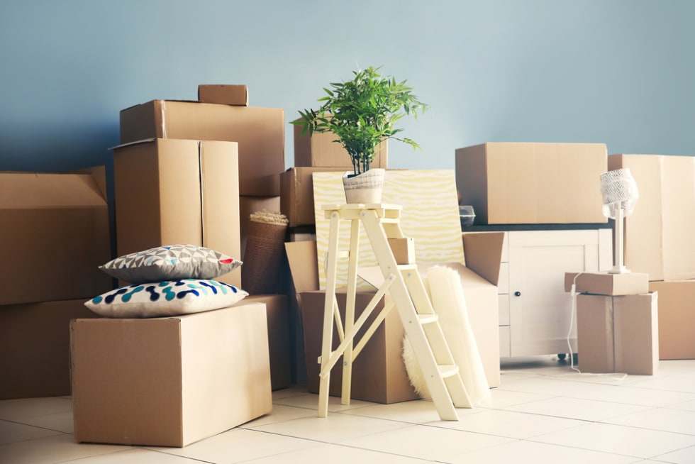 Moving boxes and plant in apartment