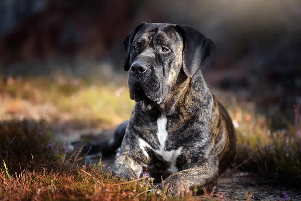 Presa Canario - Apartment List