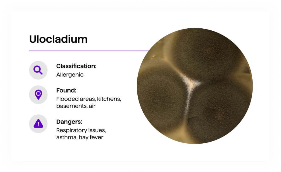 Ulocladium
