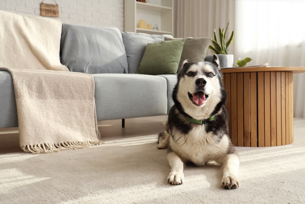 Siberian Husky - Apartment List