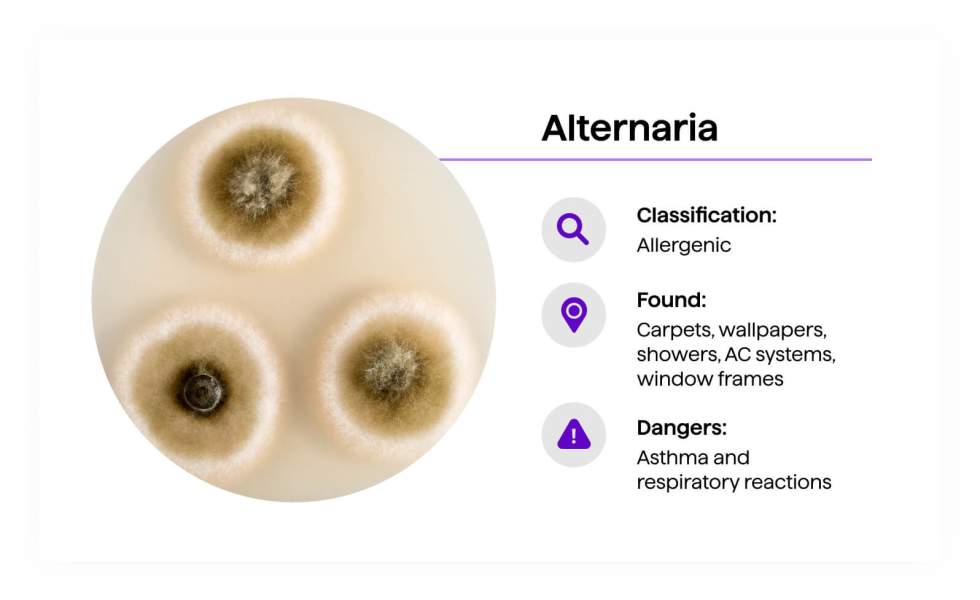 Alternaria