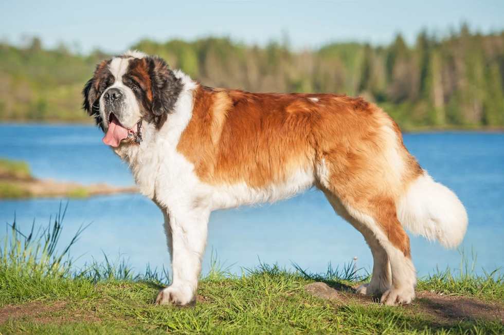 quiet-dog-breeds-saint-bernard