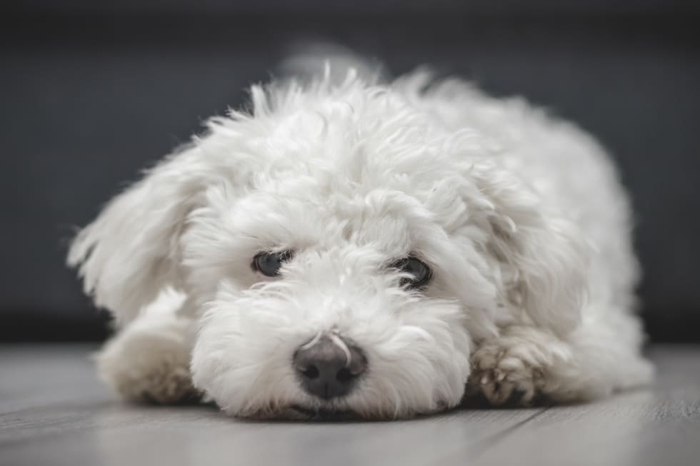 bichon frisé best dogs for apartment 