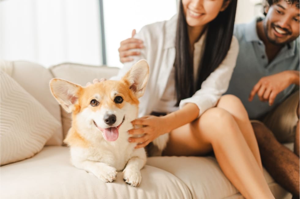 pet-friendly-vs-pet-tolerant-1