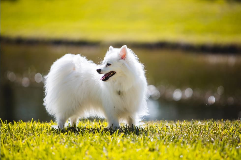 american-eskimo-dogs-best-dogs-for-apartment