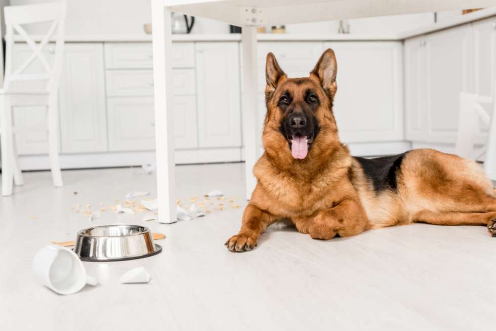 German Shepherd - Apartment List
