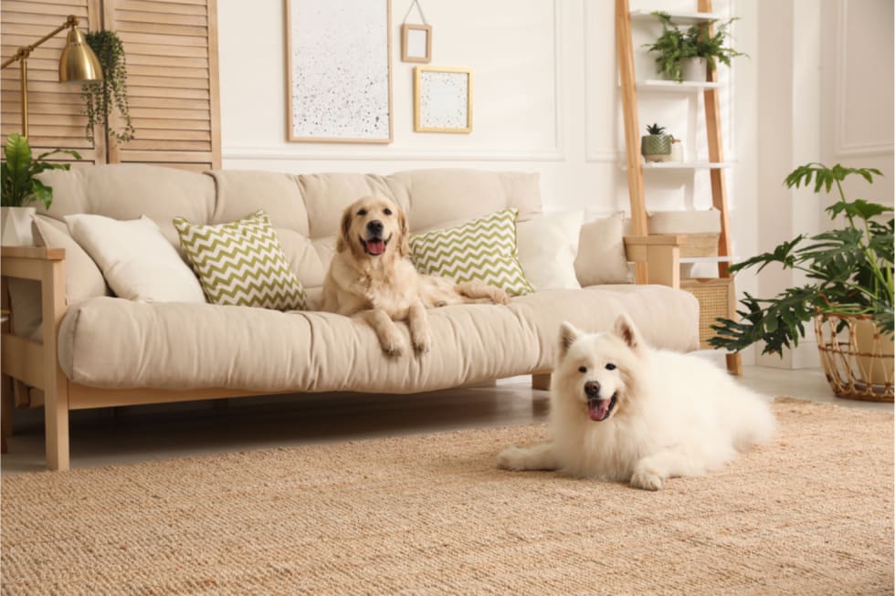 where-to-find-pet-friendly-apartments-3