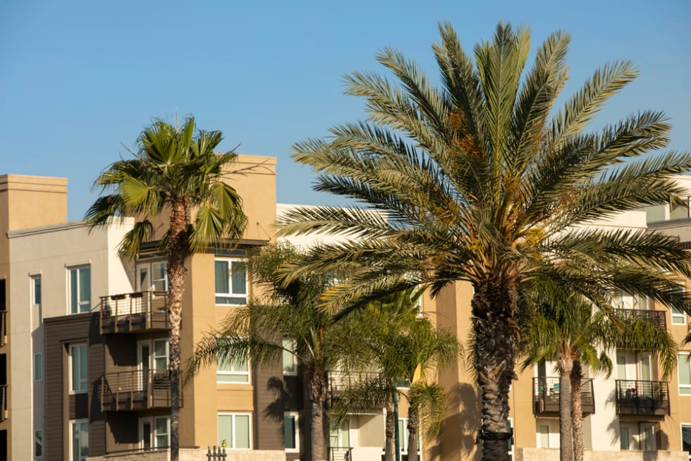 Sunset view of a palm lined street in downtown Anaheim, California, USA