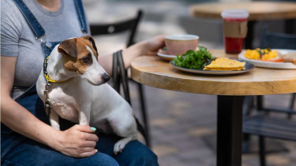 what-is-denver-known-for-dog-friendly