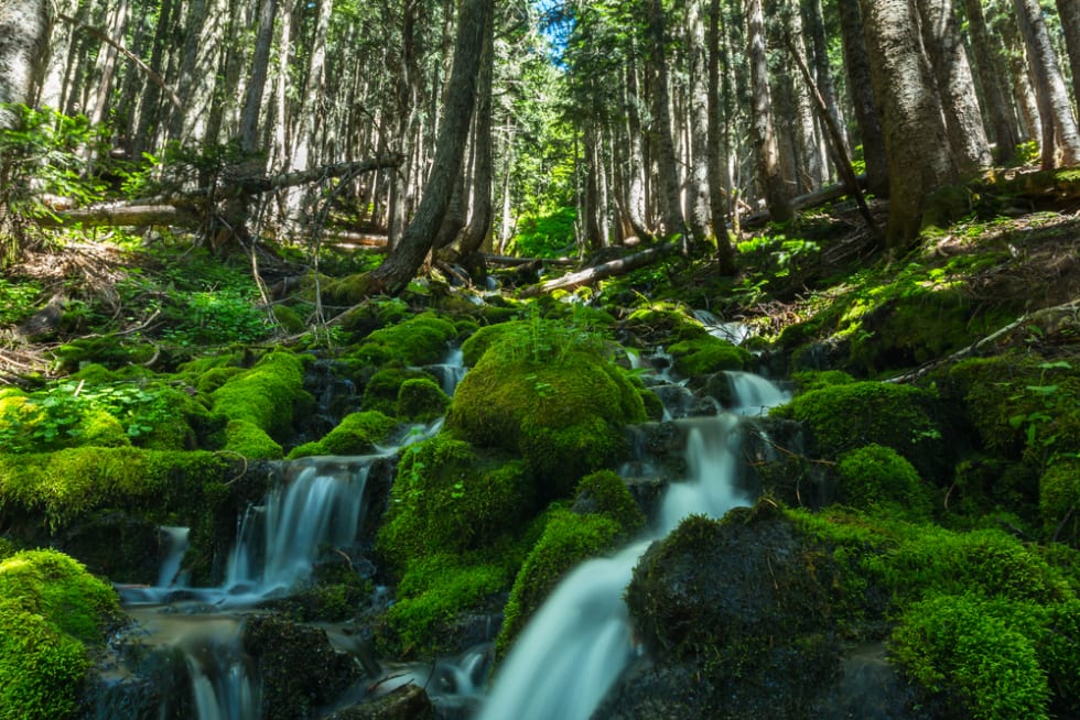 Waterfalls in Mount Rainier National Park