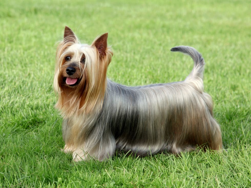 Silky Terrier on the green grass lawn - best dogs for apartment