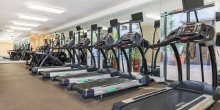 The Orsini Gallery 52