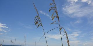 Vero Beach Rentals. Vero Beach Homes For Rent. Vero Beach Rent, LLC and Property Management Company Gallery 49