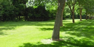Silver Pines Gallery 16