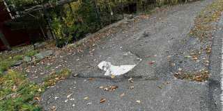 124 Saunders Drive Gallery 17