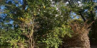 AVAILABLE NOW 3 BEDROOM 2 BATH SINGLE STORY Gallery 1