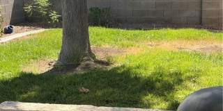 814 Purple Sage Terrace Gallery 29