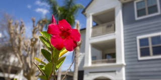 Talcott at Windermere Gallery 11