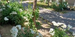 Garden Square Apartments    2 Bedroom 1 Bath Gallery 17