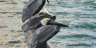 235 Fordham Drive Gallery 20