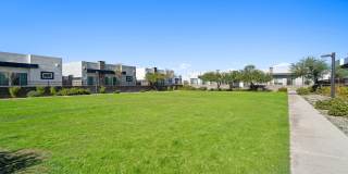 Olive Queen Creek Gallery 32