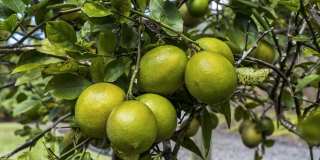 Luxurious Oceanview Getaway w/Private Pool & Spa and Serene Lanai - Piko Nani Gallery 59