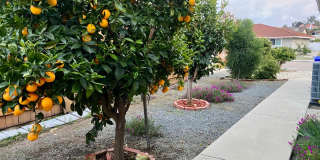 RB Senior 55+ Community 2 Bed +Huge bonus room 2 Baths House $3990 Gallery 31