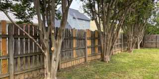 9532 Chi Chi Cv Gallery 24