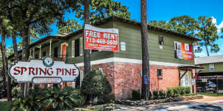 Spring Pine Gallery 10