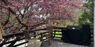 Stunning 3–4 Bedroom Townhome in Private Community | Garage + EV Charger | Deck with Tree Views Gallery 10