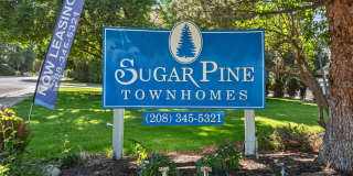 Sugar Pine Gallery 34