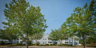 New Forest Gallery 17