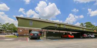 Spring Pine Gallery 5