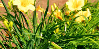 University Garden Apartment Homes Gallery 83