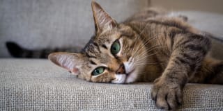 Rockwood Lodge Gallery 26