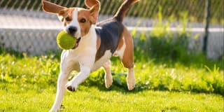 The Grove at Wilcrest Gallery 42