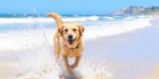 Time to Experience the Beachwalk Lifestyle!! Gallery 1