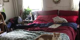 Huge 4 bed in Allston Huge 4 bed in Allston Gallery 6