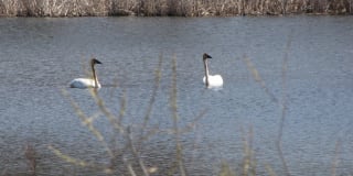 Sterling Ponds Gallery 18