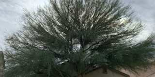 3bed//2bath in San Tan Valley Gallery 1