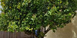 Orcutt Single Story Recently Updated Home with Large Yard Gallery 45