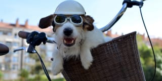 Link Apartments Canvas Gallery 32