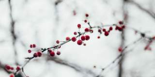 Fox Ridge Apartments Gallery 47