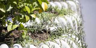 Vivo on Harbor Gallery 36