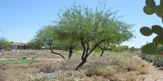 12415 W RUNNING DEER Trail Gallery 24