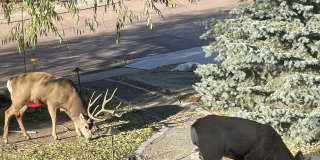 5419 Pinon Valley Road Gallery 34