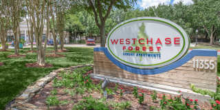 Westchase Forest Gallery 37